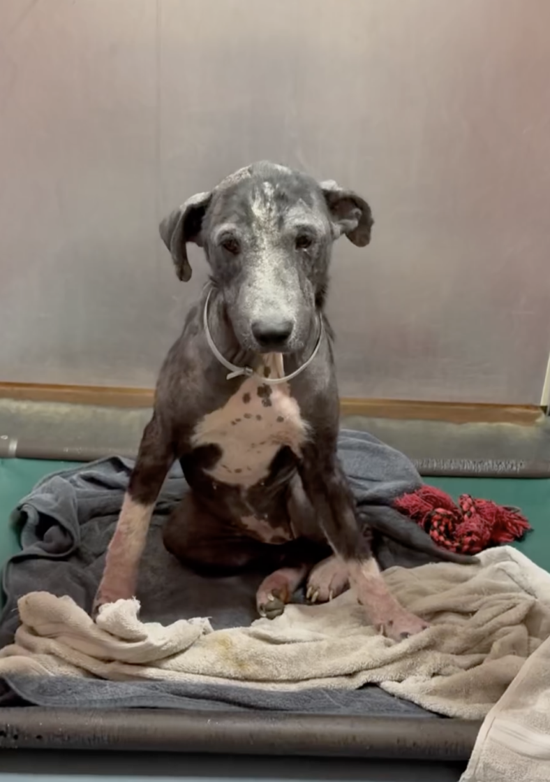 Lucha - She Had No Fur, No Family, and Just Days to Live—Then Everything Changed